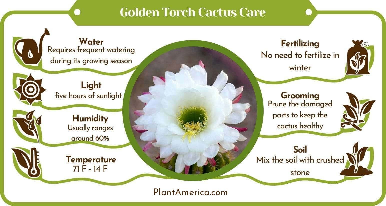 Golden Torch Cactus Care Plant America Golden Torch Cactus: Trichocereus Spachianus Care Tips
