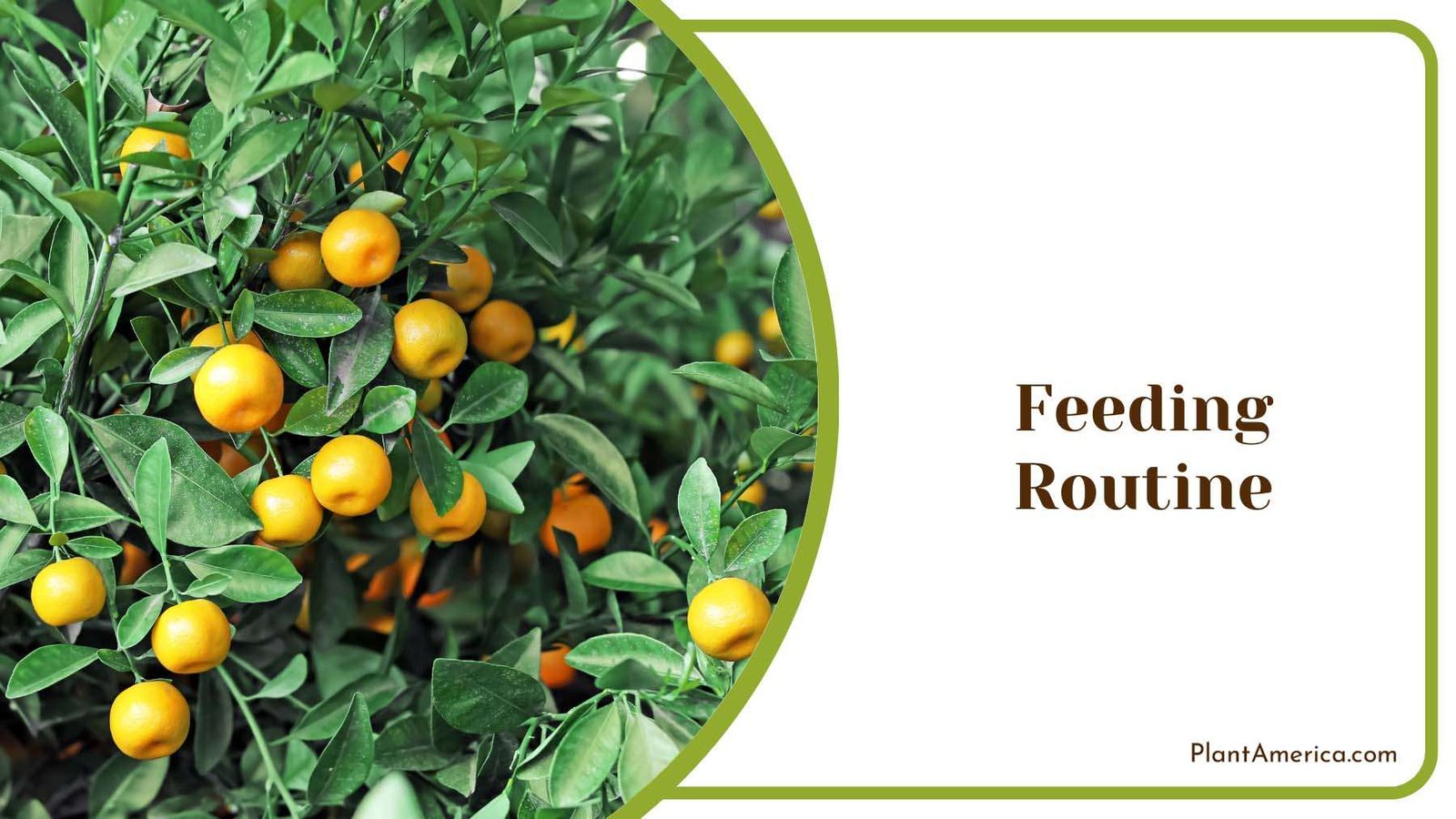 Good Feeding Routine Plant America