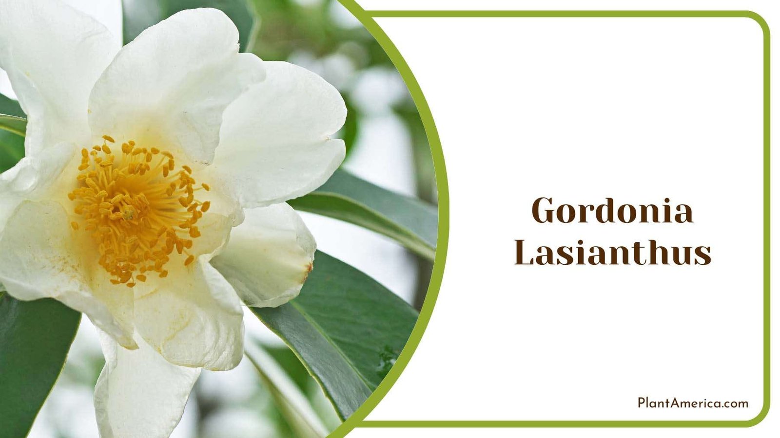 Gordonia Lasianthus Flower Plant America