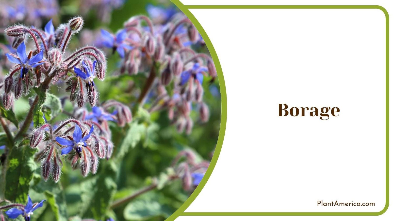 Gorgeous Borage Plant America