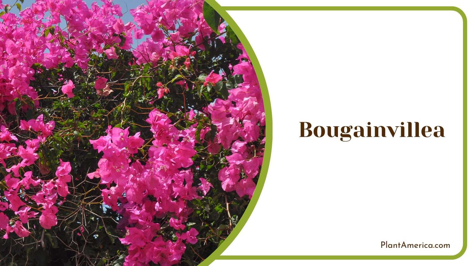 Gorgeous Bougainvillea Plant America Gorgeous Bougainvillea Plant America