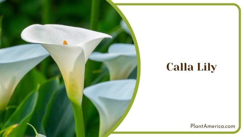 Gorgeous Calla Lily In Jungle Plant America Gorgeous Calla Lily In Jungle Plant America