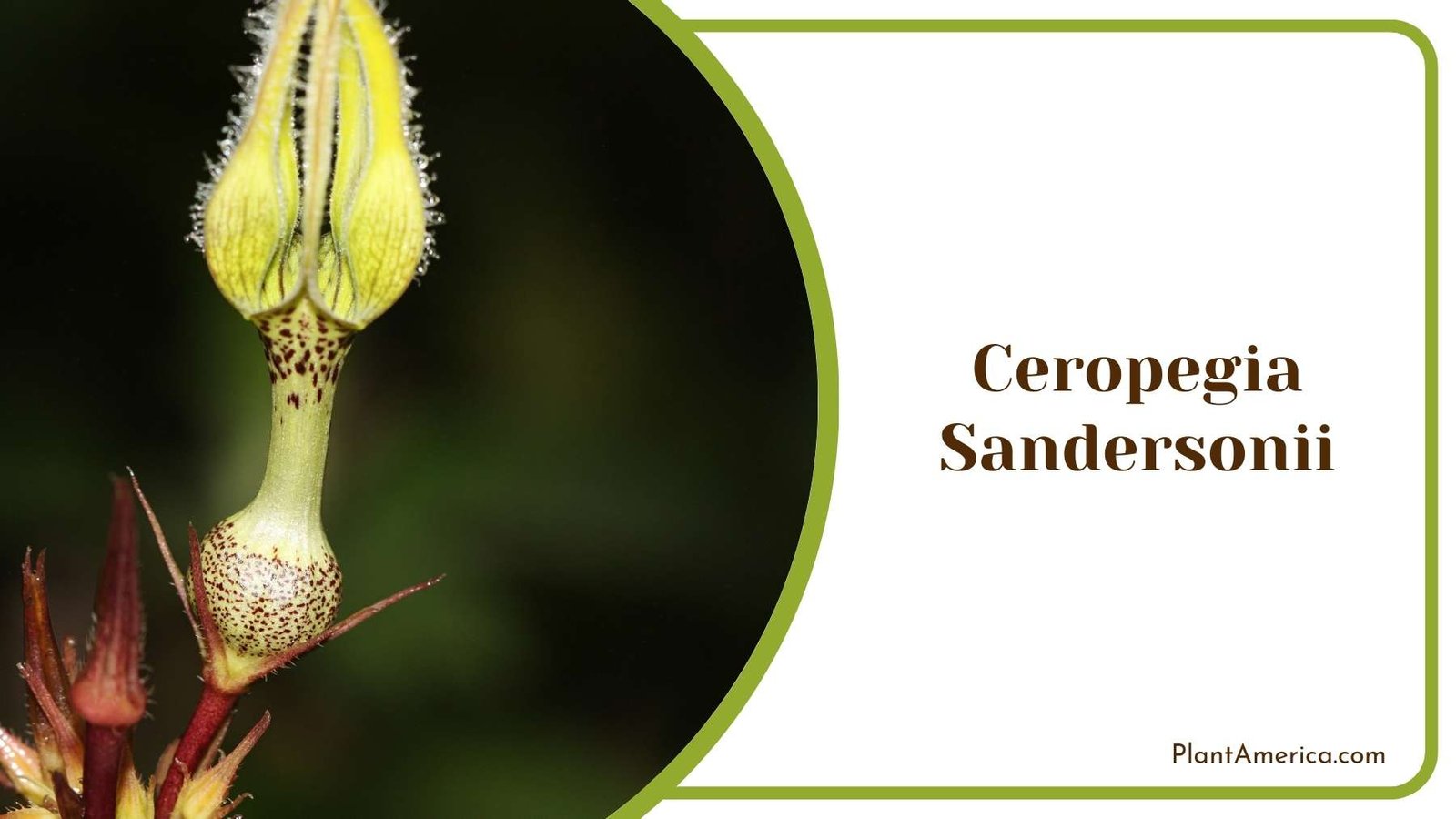 Gorgeous Ceropegia Sandersonii Blooms Plant America