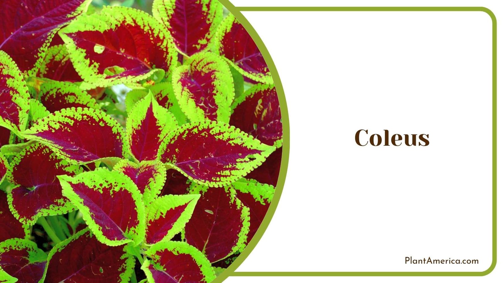 Gorgeous Coleus Blooms Plant America