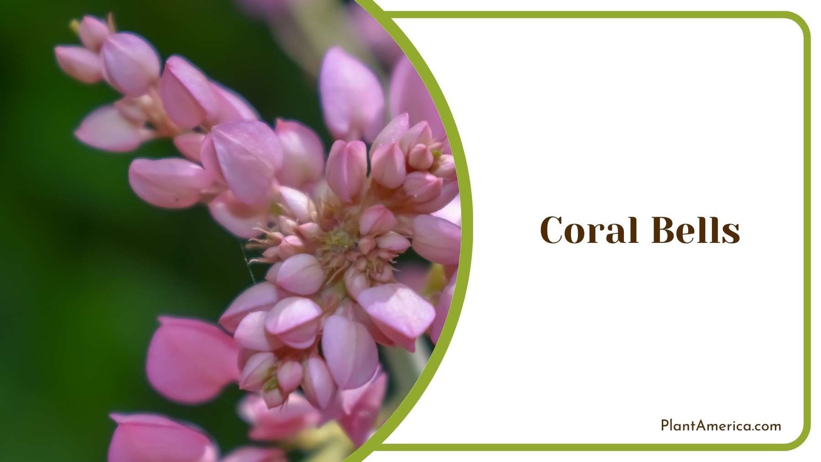 Gorgeous Coral Bells Flower Plant America