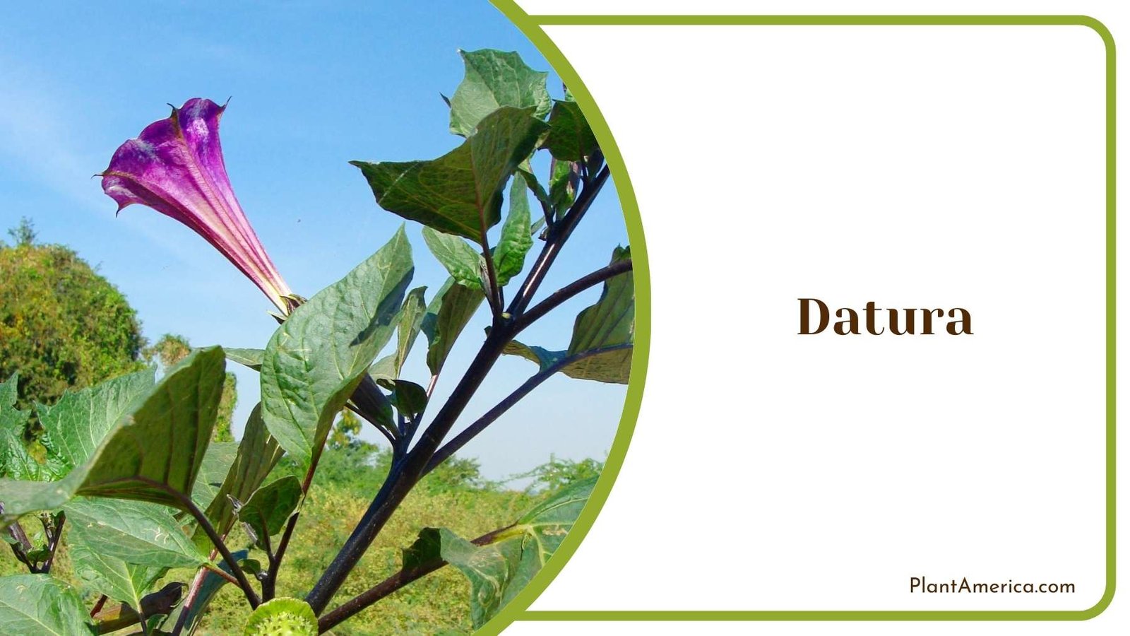 Gorgeous Datura Flower Plant America Gorgeous Datura Flower Plant America