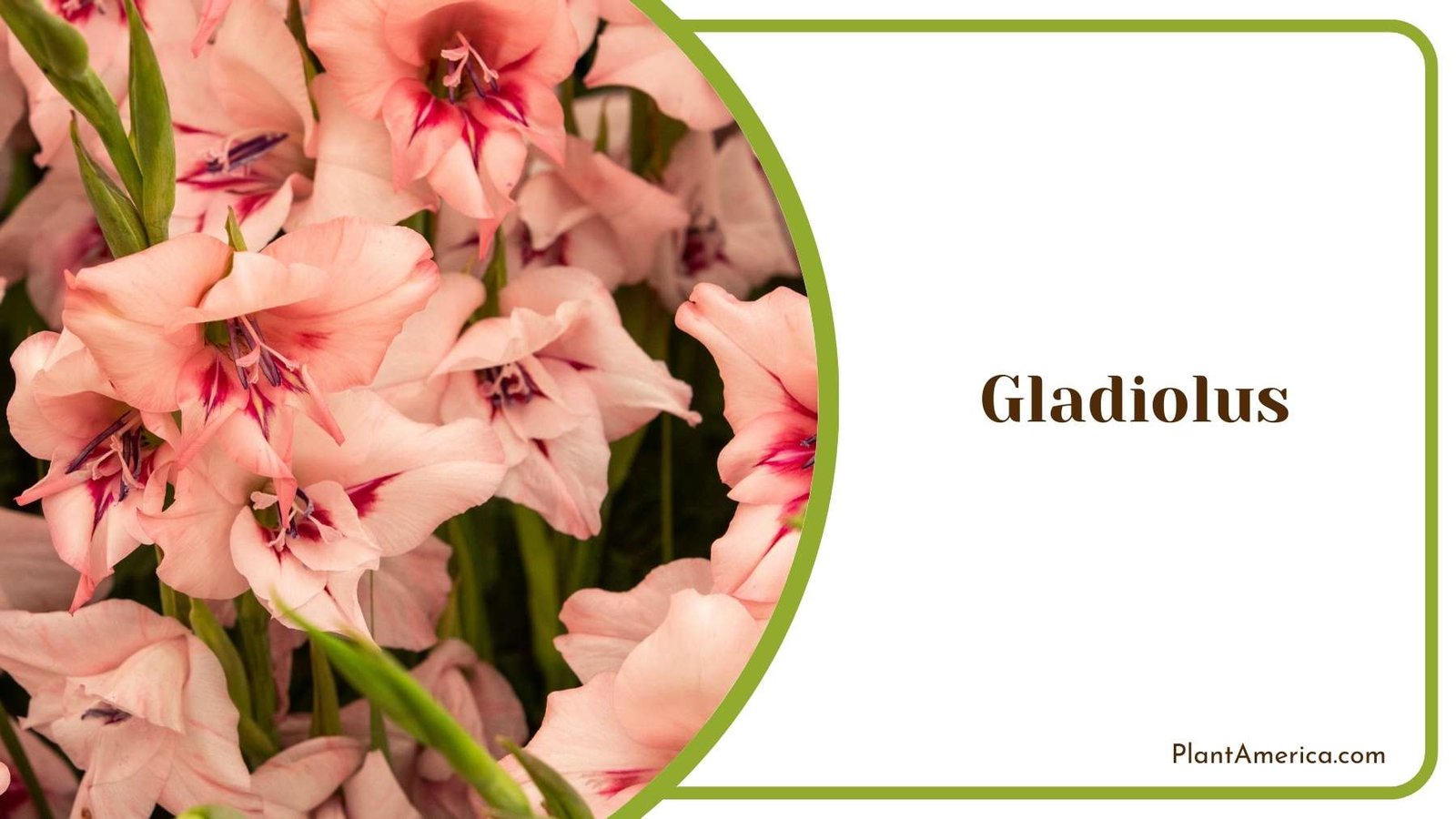 Gorgeous Gladiolus Blooms Plant America
