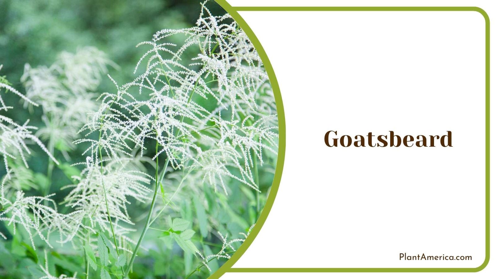 Gorgeous Goatsbeard Flower Plant America