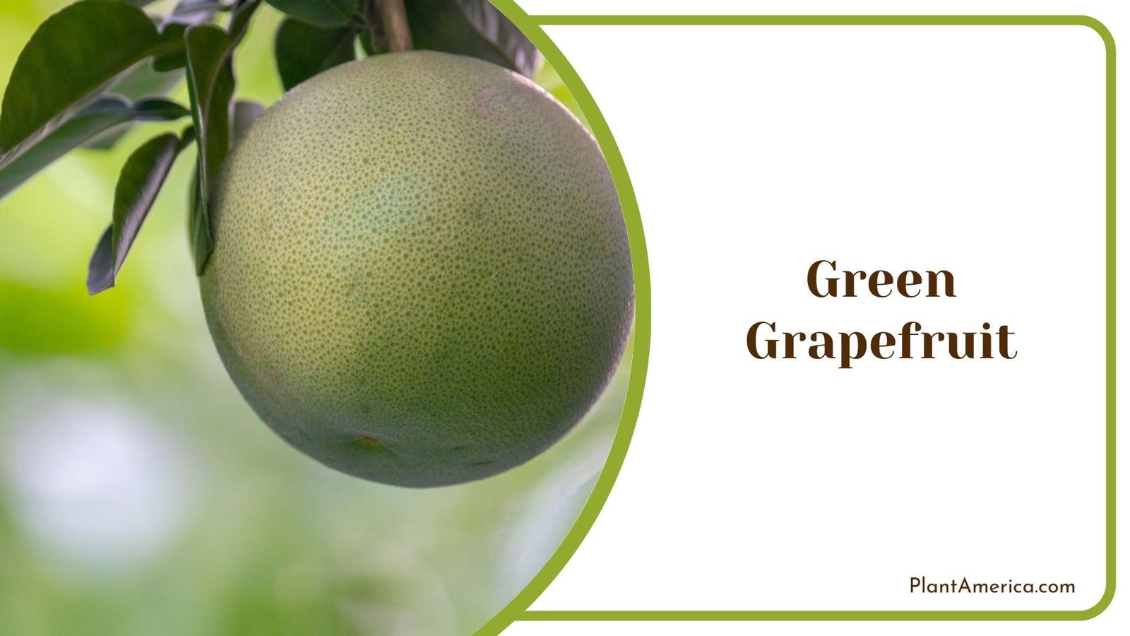 Gorgeous Green Grapefruit Plant America