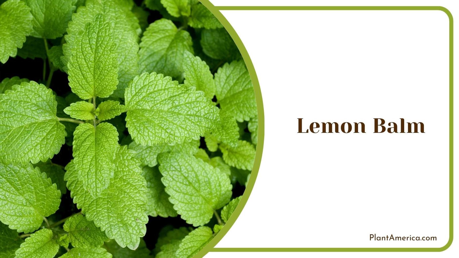 Gorgeous Green Lemon Balm Plant America