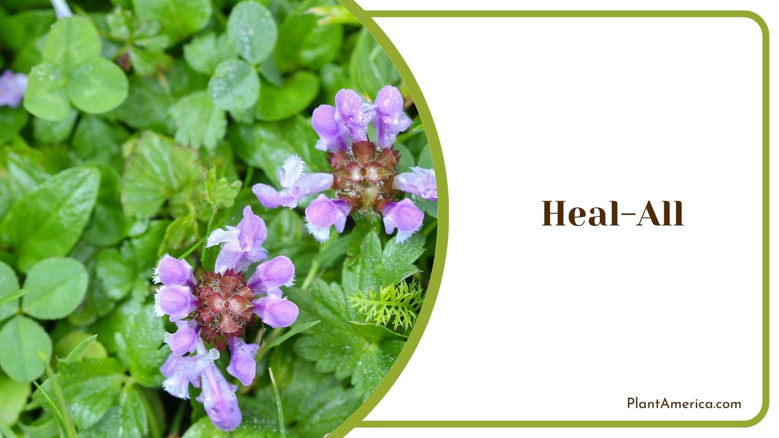 Gorgeous Heal All Plant America Gorgeous Heal All Plant America