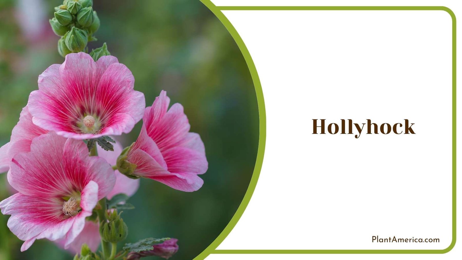 Gorgeous Hollyhock Plant America