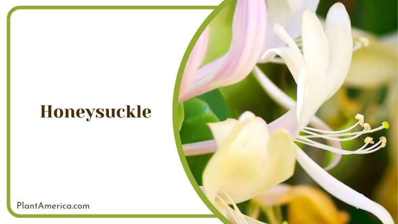 Gorgeous Honeysuckle Plant America Gorgeous Honeysuckle Plant America