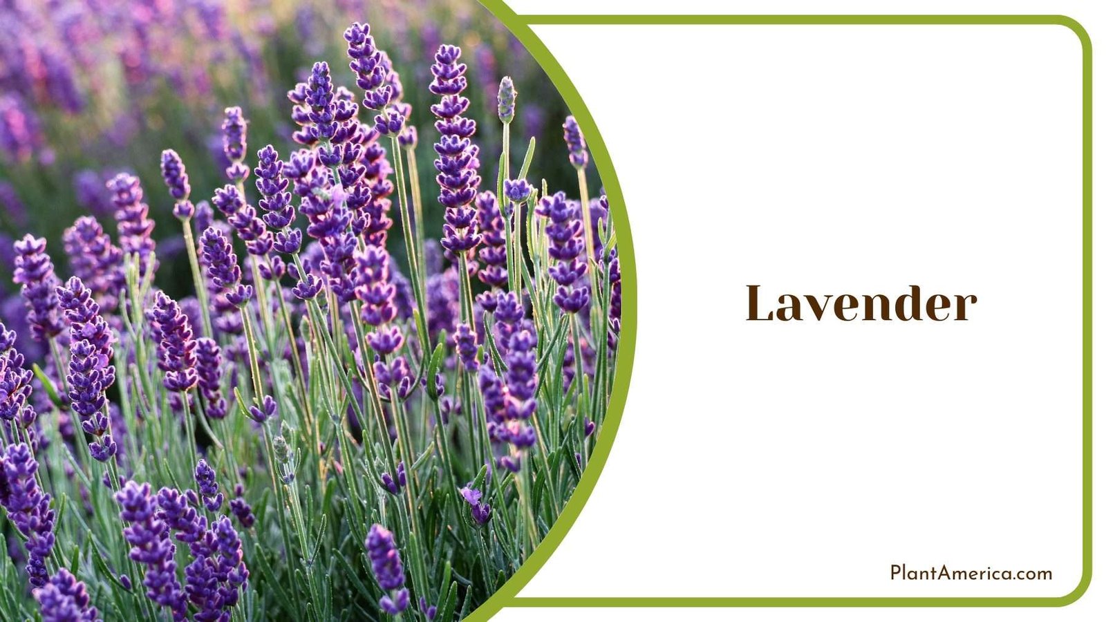 Gorgeous Lavender Flower Plant America