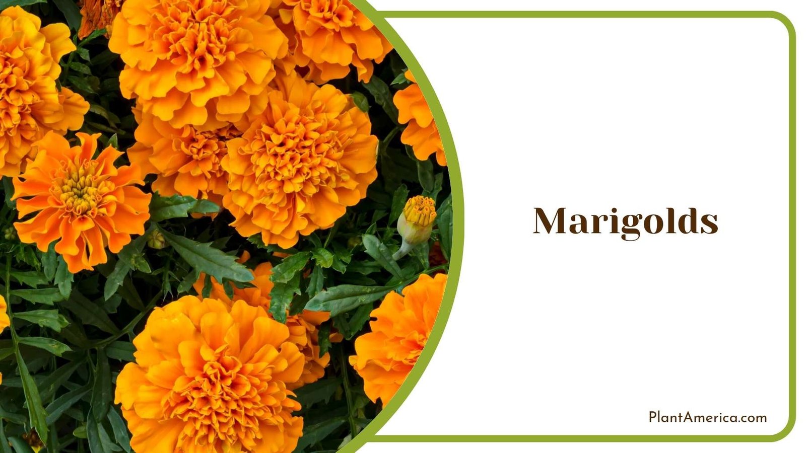 Gorgeous Marigolds Plant America