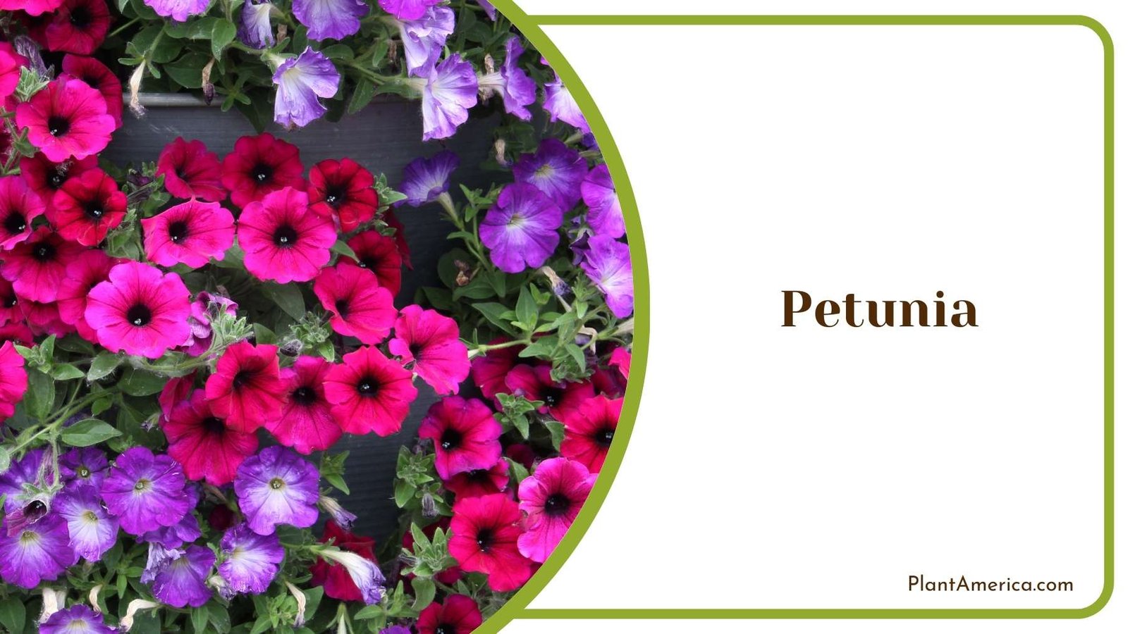 Gorgeous Petunia Blooms Plant America Gorgeous Petunia Blooms Plant America