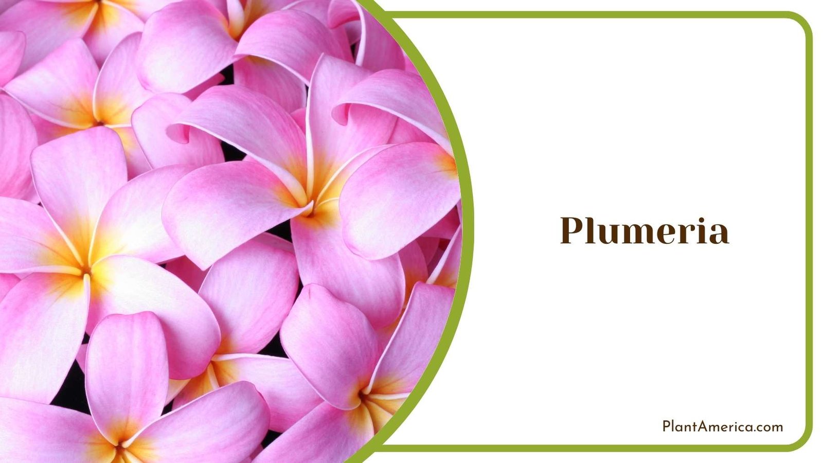 Gorgeous Plumeria Plant America Gorgeous Plumeria Plant America