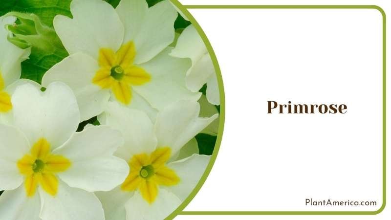 Gorgeous Primrose Flower Plant America Gorgeous Primrose Flower Plant America