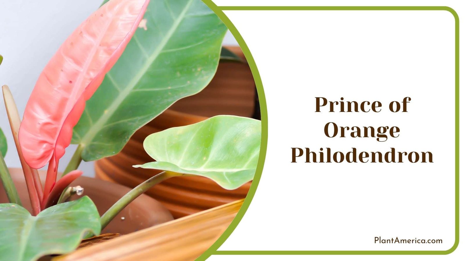 Gorgeous Prince of Orange Philodendron Plant America