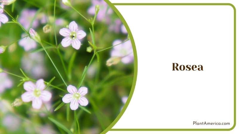 Gorgeous Rosea Plant Plant America