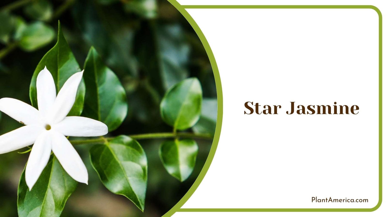 Gorgeous Star Jasmine Flower Plant America