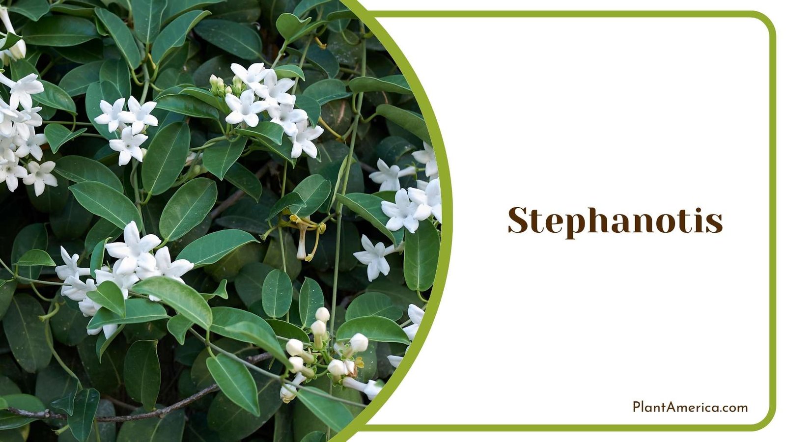 Gorgeous Stephanotis Flower Plant America