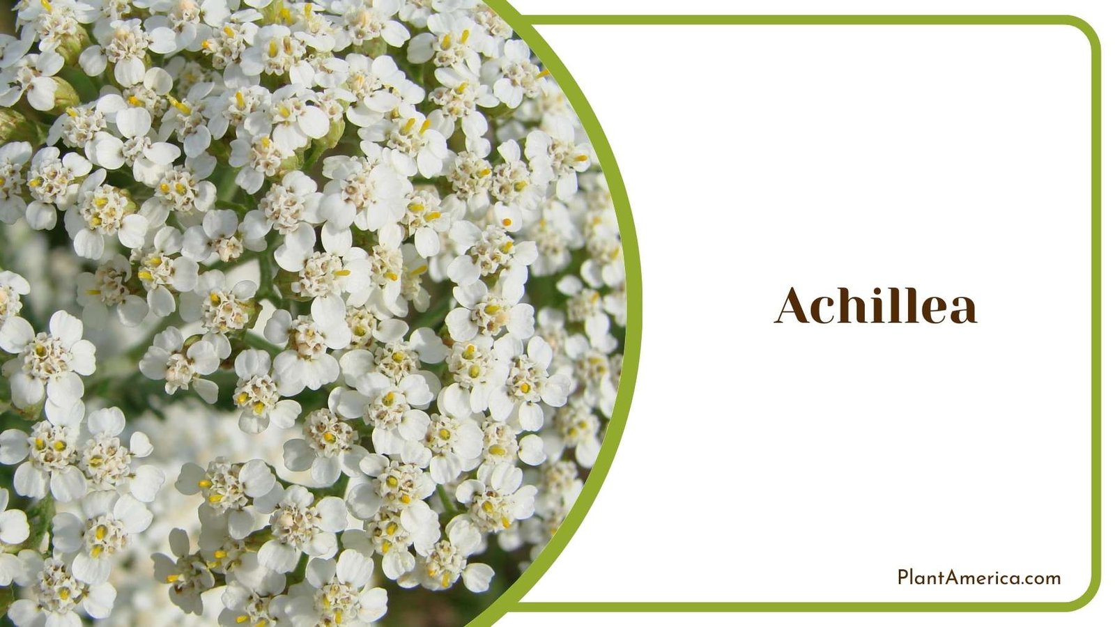Gorgeous White Achillea Plant America