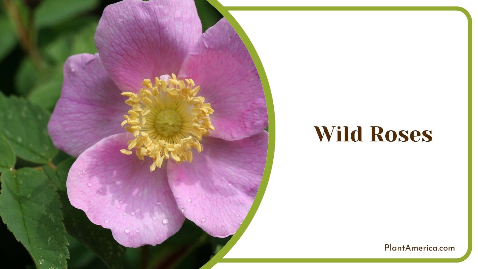 Gorgeous Wild Roses Flower Plant America Gorgeous Wild Roses Flower Plant America