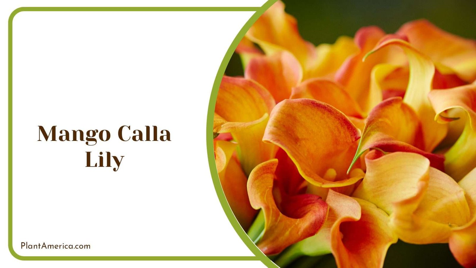 Graceful Mango Calla Lily Plant America