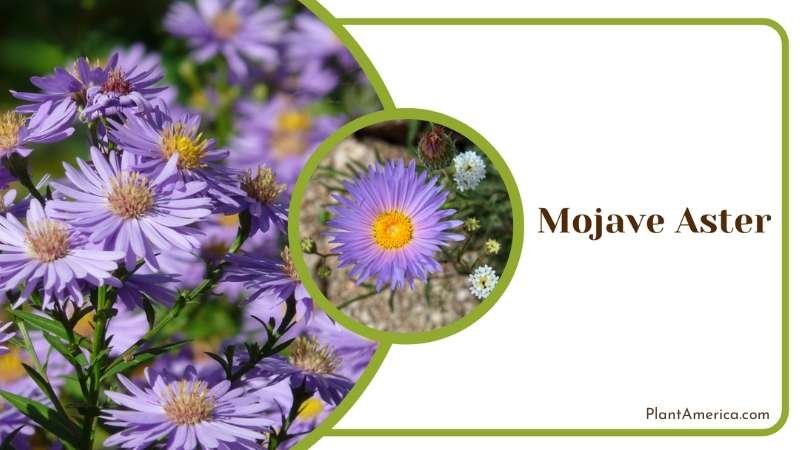 Graceful Mojave Aster Plant America