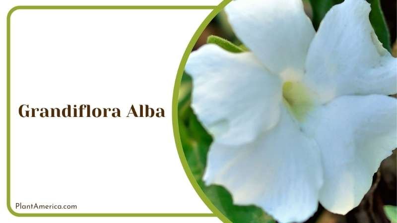 Grandiflora Alba Bloom Plant America