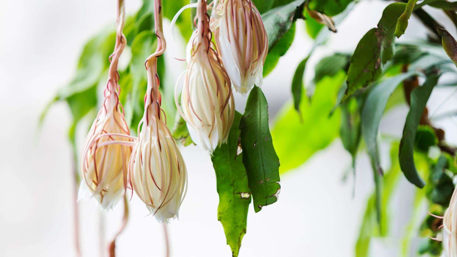 Grandilobum Transplantation Details Plant America