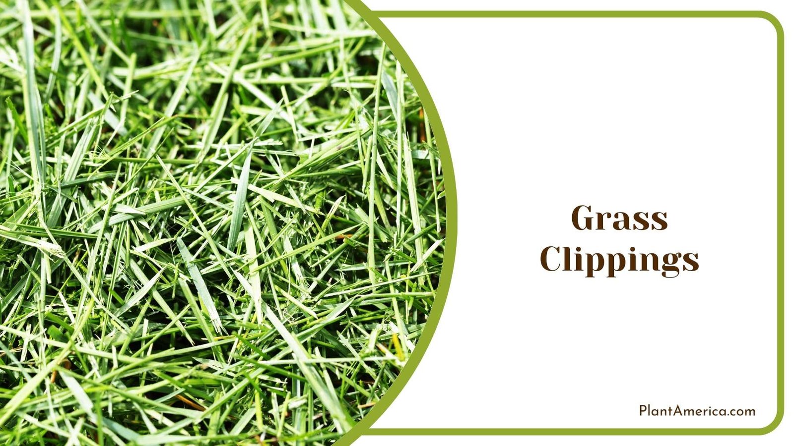 Grass Clippings Image Plant America