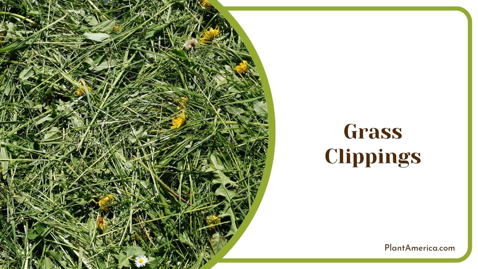 Grass Clippings Picture Plant America Grass Clippings Picture Plant America
