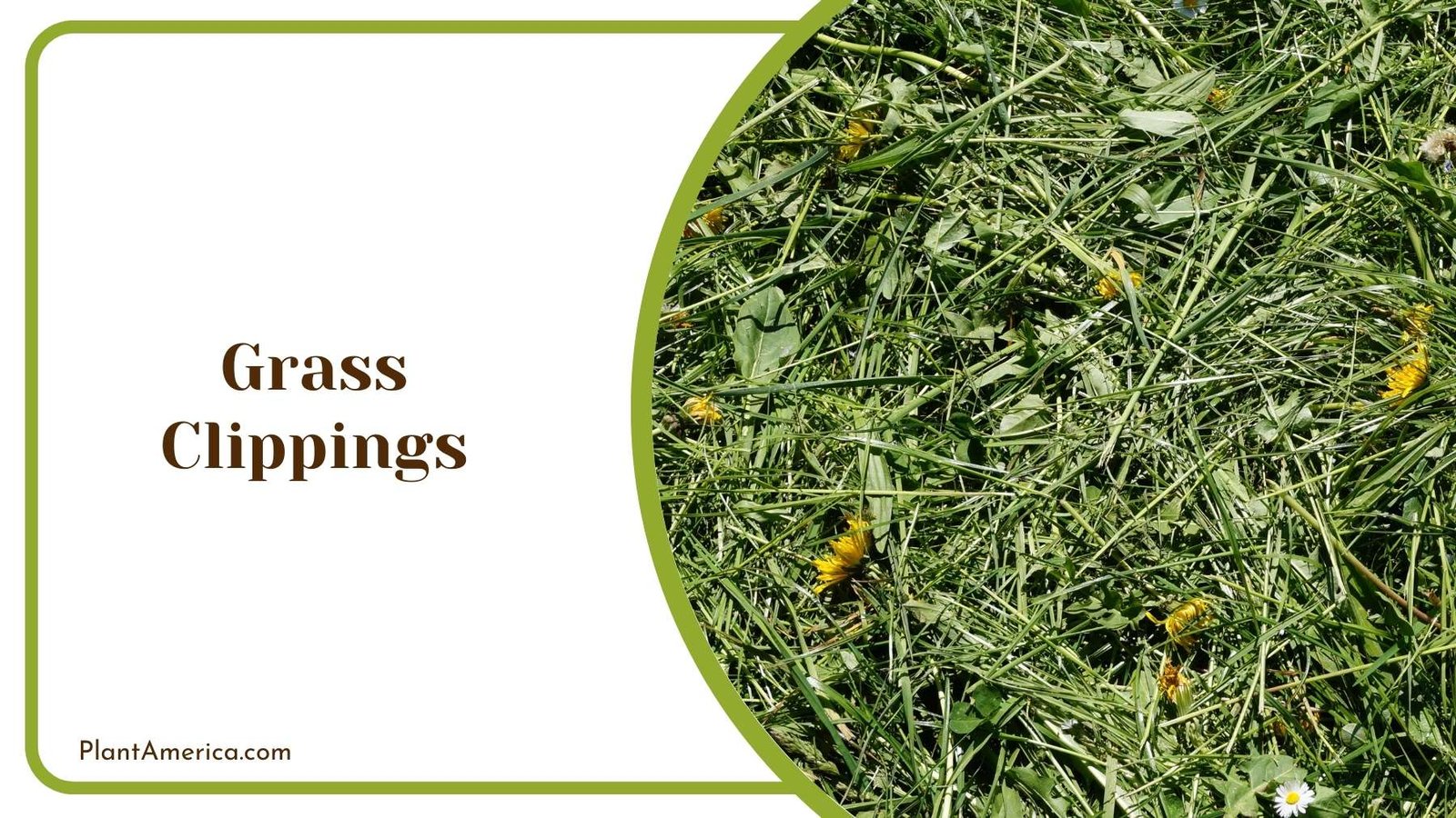 Grass Clippings Plant America