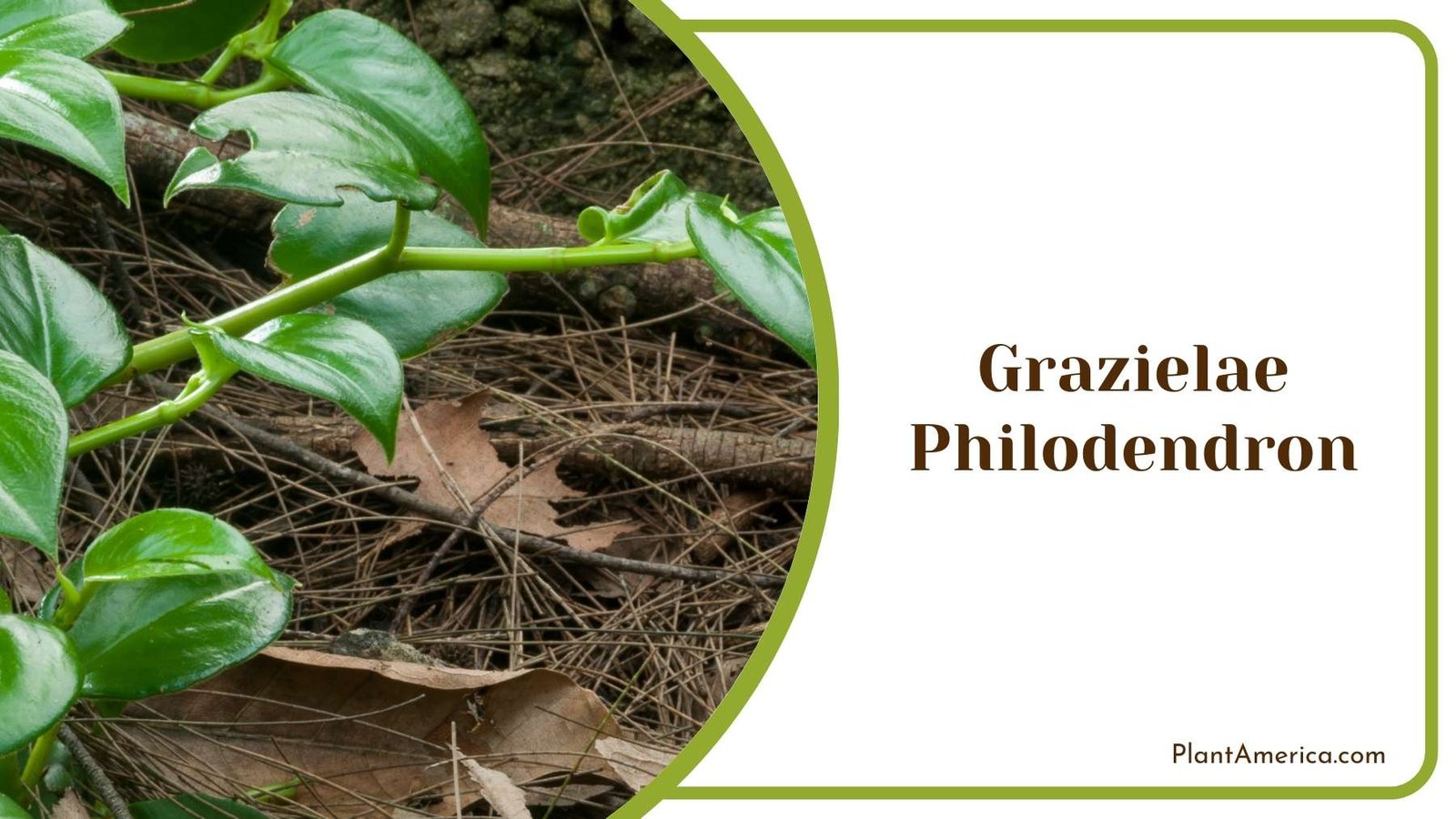 Grazielae Philodendron In Jungle Plant America