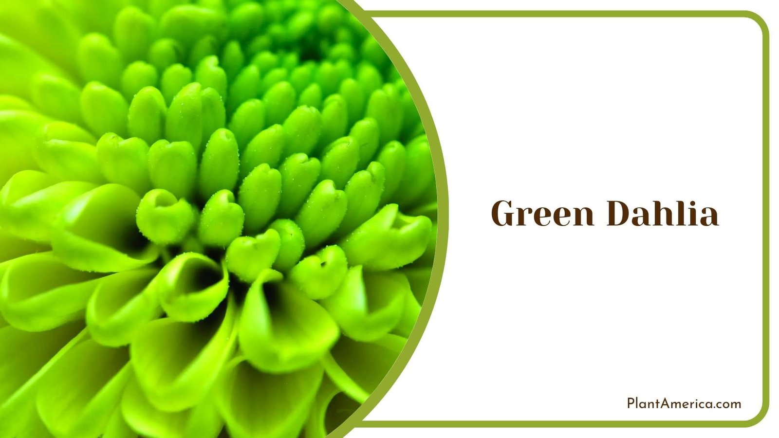 Green Dahlia Close Shot Plant America
