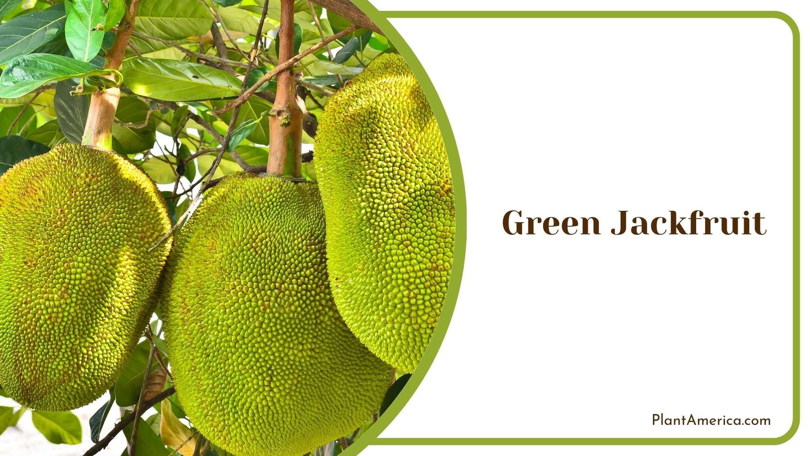 Green Jackfruit On a Tree Plant America