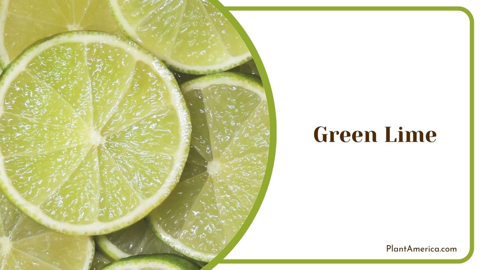Green Lime Close Shot Plant America