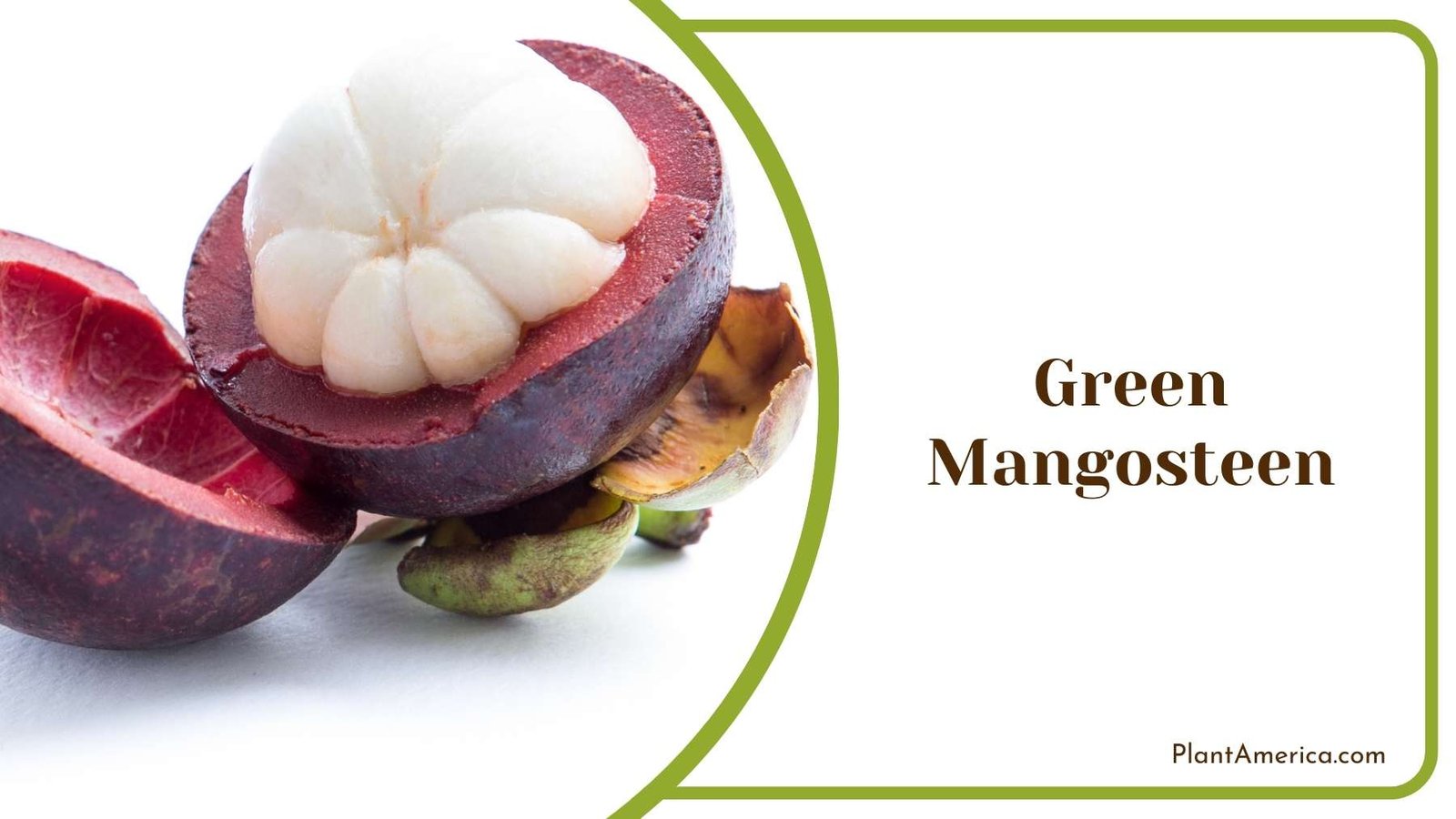 Green Mangosteen On a White Background Plant America