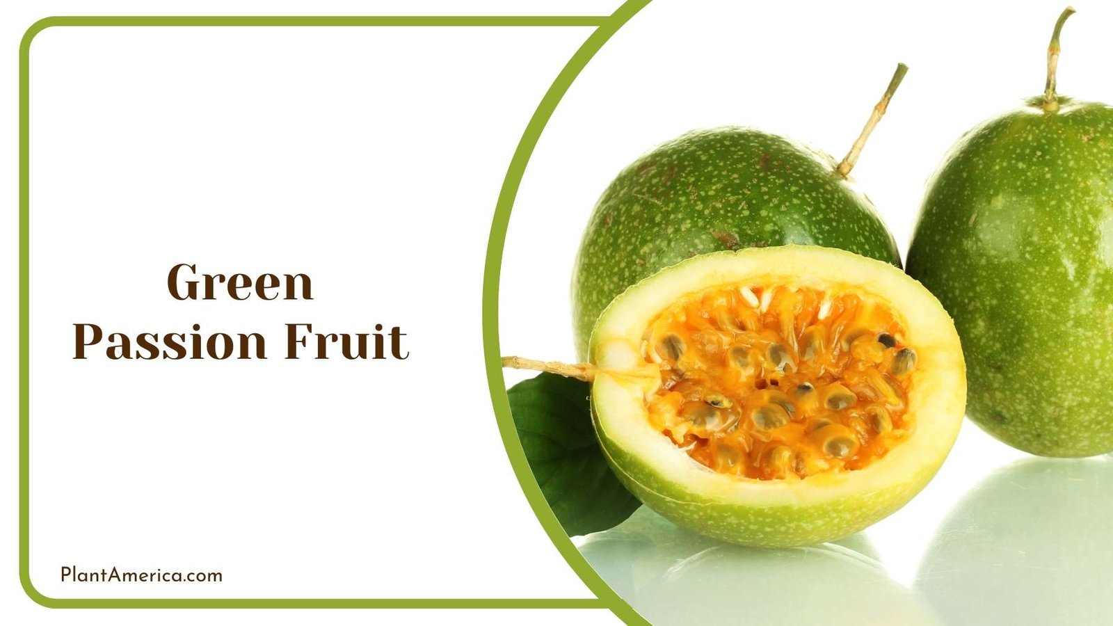 Green Passion Fruit Plant America