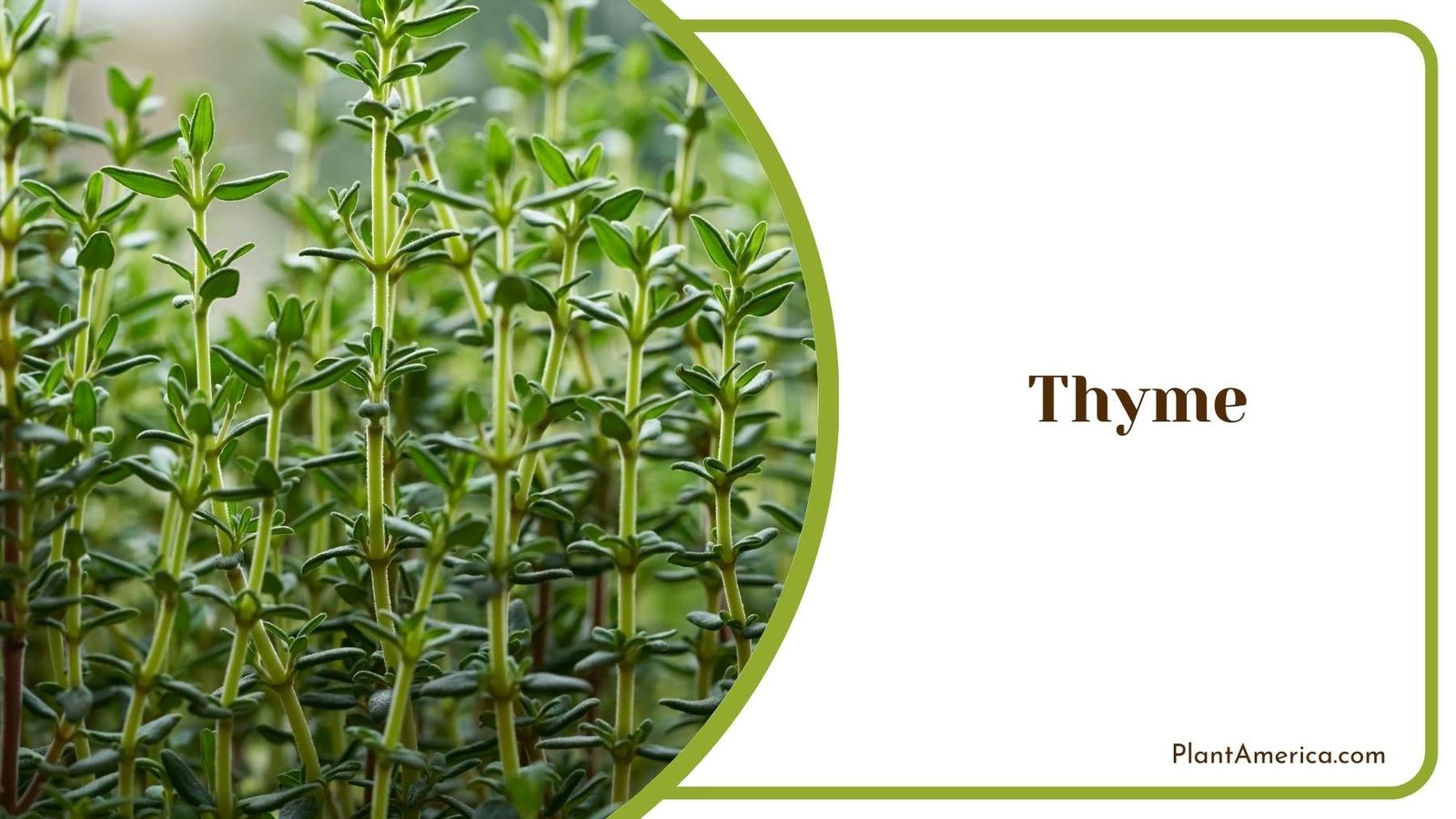Green Thyme In Garden Plant America