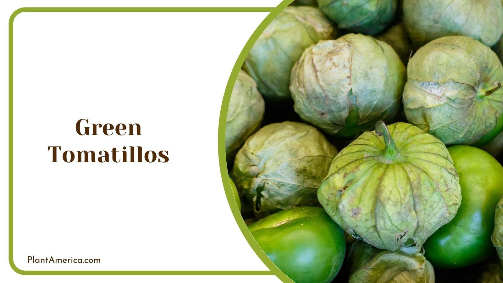 Green Tomatillos Fruit Plant America