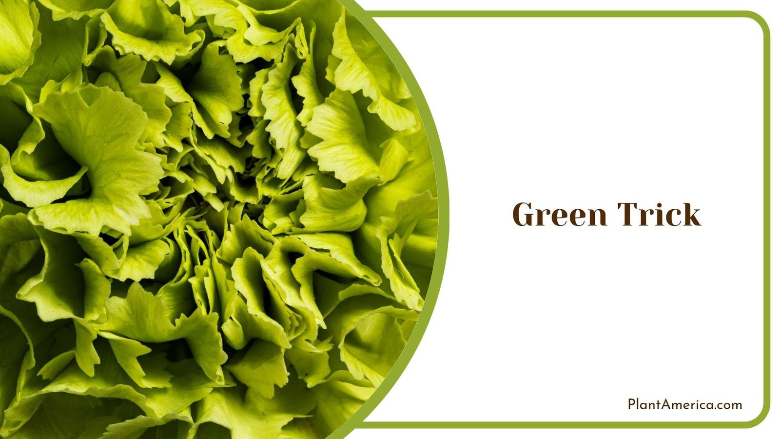Green Trick In a Shot Plant America
