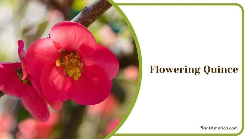 Growing Flowering Quince Plant America