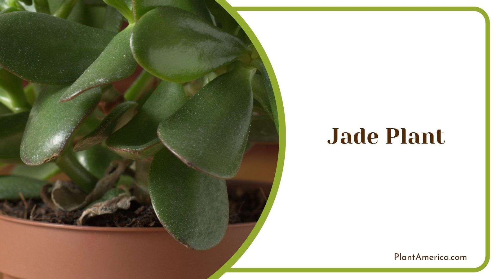 Growing Jade Plant Inside Plant America