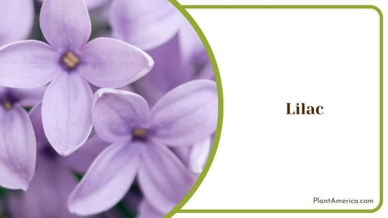 Growing Lilac Indoor Plant America