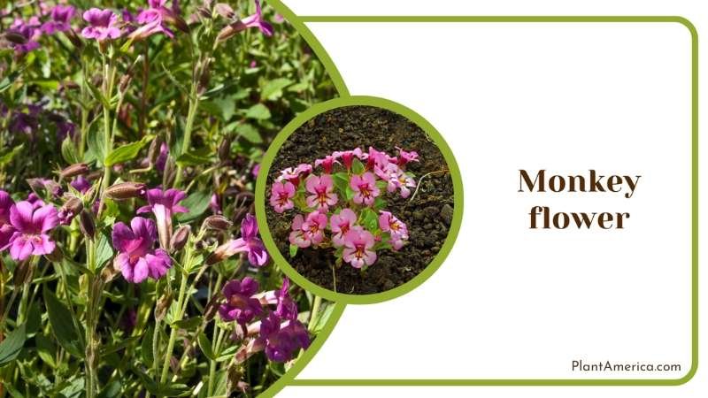 Growing Monkeyflower in Garden Plant America
