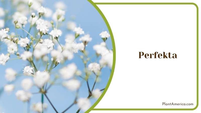 Growing Perfekta Outdoor Plant America