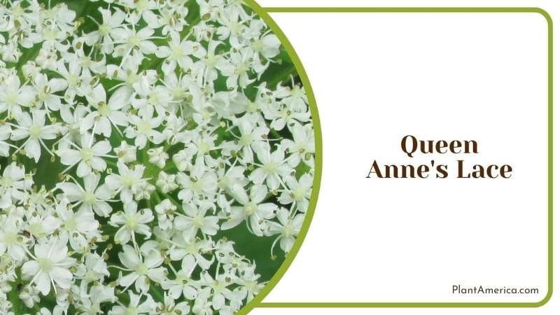 Growing Queen Anne s Lace in Yard Plant America